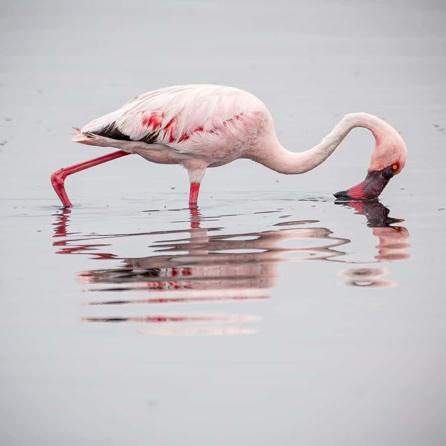 Walvis Bay: Sandwich Harbour Half-Day 4x4 Scenic Excursion - Who should book this Walvis Bay excursion?