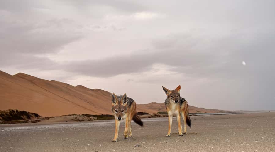 Walvis Bay: Sandwich Harbour Sunset Photography Tour - FAQ