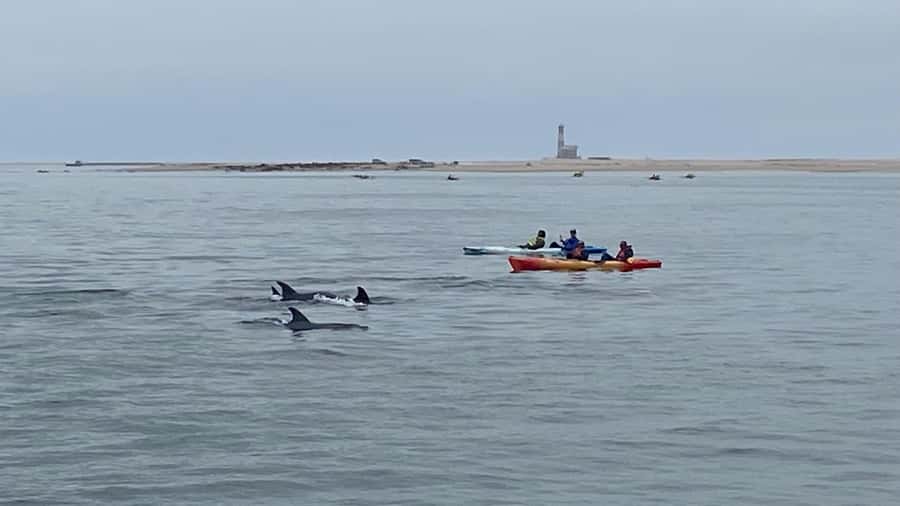 Walvis Bay: Seal Kayaking Adventure with Brunch - Meeting the Cape Fur Seals by kayak
