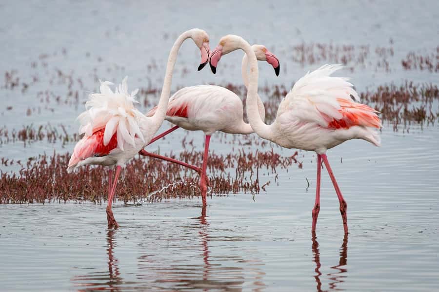 Walvis Bay: Seal Kayaking Adventure with Brunch - Watching for dolphins, birds, and jackals
