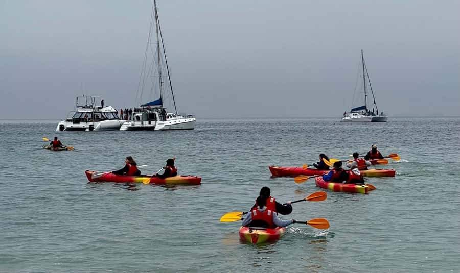 Walvis Bay: Seal Kayaking Adventure with Brunch - Beach brunch with oysters and sparkling wine