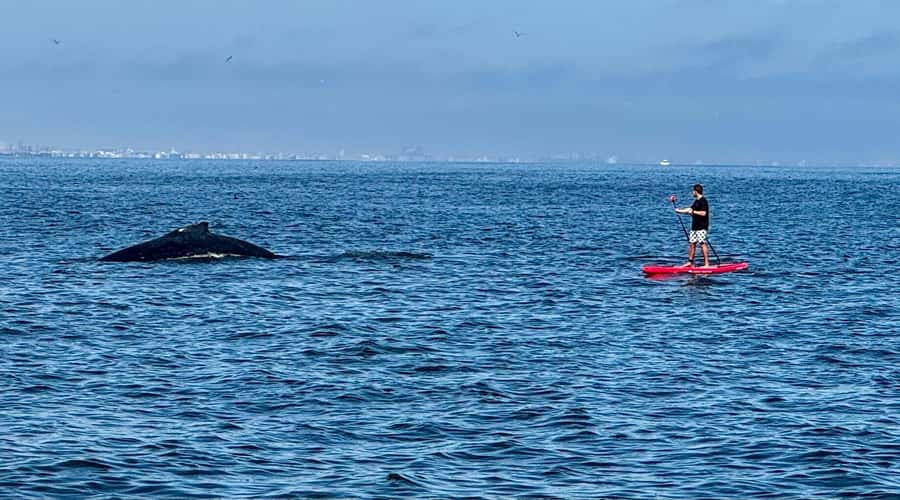 Walvis Bay: Seal Kayaking Adventure with Brunch - Free time at Pelican Point