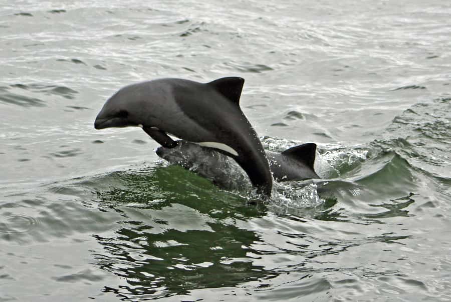 Walvis Bay: Seal Kayaking Adventure with Brunch - Is $74 a good value?