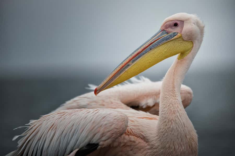 Walvis Bay: Seal Kayaking Adventure with Brunch - Crossing Walvis Bay toward Pelican Point