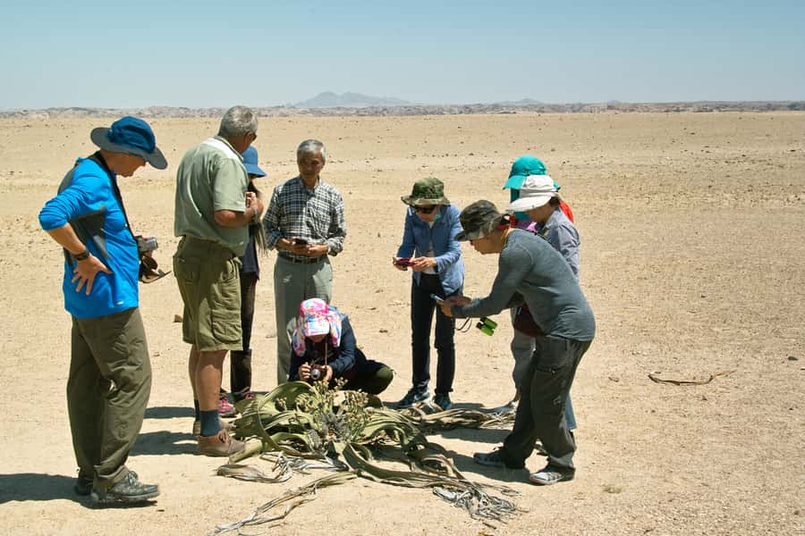 Walvis Bay Shore Excursion: Flamingos, Dune 7, Swakopmund - Key points at a glance