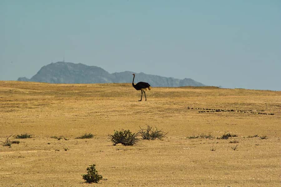 Walvis Bay Shore Excursion: Flamingos, Dune 7, Swakopmund - Climbing Dune 7 at 132 meters