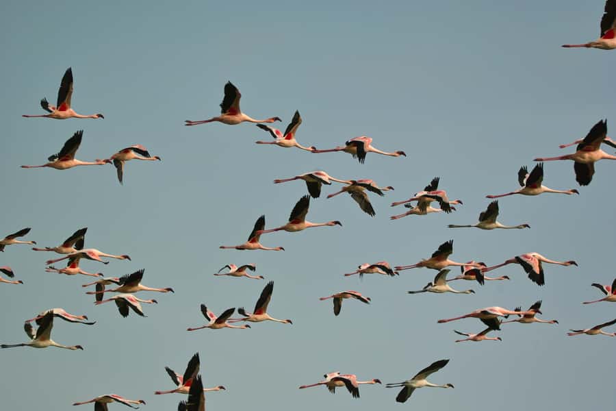 Walvis Bay Shore Excursion: Flamingos, Dune 7, Swakopmund - A midday stop at Goanikontes Oasis