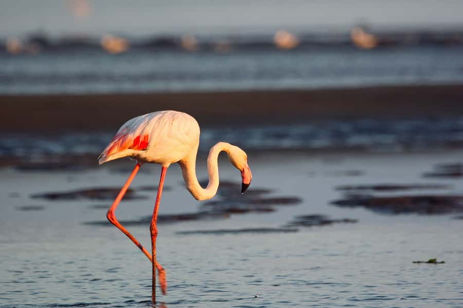 Walvis Bay Shore Excursion: Flamingos, Dune 7, Swakopmund - Returning by the coastal road
