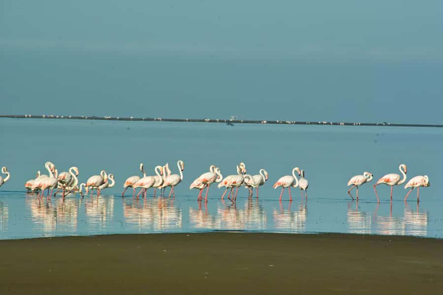 Walvis Bay Shore Excursion: Flamingos, Dune 7, Swakopmund - What the $200 price really covers