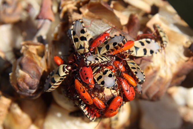 Welwitschia Tour from Swakopmund - What the $55.39 price really includes