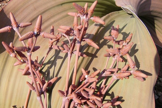 Welwitschia Tour from Swakopmund - The 4x4 ride makes the desert more approachable