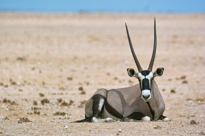 Wildlife and Landscape Tour- full-day (7hours) from Walvis Bay - Key points to know before booking