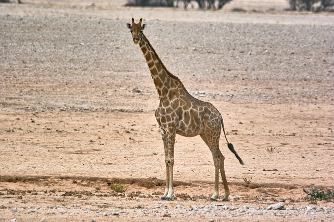Wildlife and Landscape Tour- full-day (7hours) from Walvis Bay - From Walvis Bay waterfront to the open desert