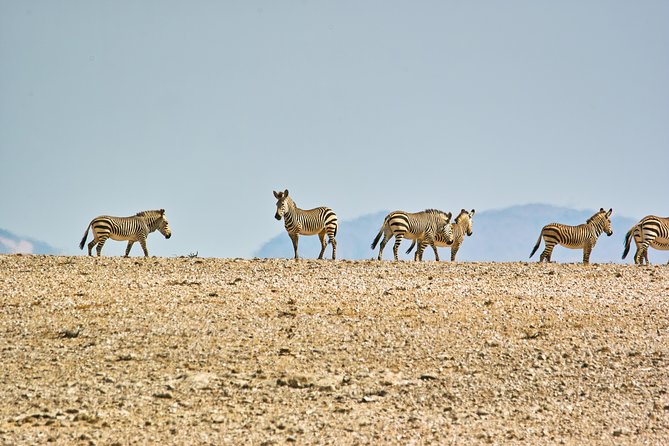 Wildlife and Landscape Tour- full-day (7hours) from Walvis Bay - Picnic lunch, drinks, and the practical comfort level