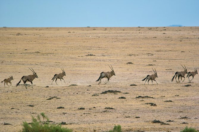 Wildlife and Landscape Tour- full-day (7hours) from Walvis Bay - What the $425.69 price really covers