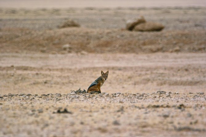 Wildlife and Landscape Tour- full-day (7hours) from Walvis Bay - The scenery is more than a backdrop