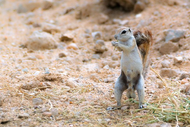 Wildlife and Landscape Tour- full-day (7hours) from Walvis Bay - How this compares with a coast-and-desert combination