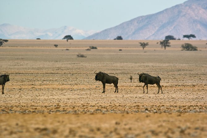 Wildlife and Landscape Tour- full-day (7hours) from Walvis Bay - Who will get the most from this day