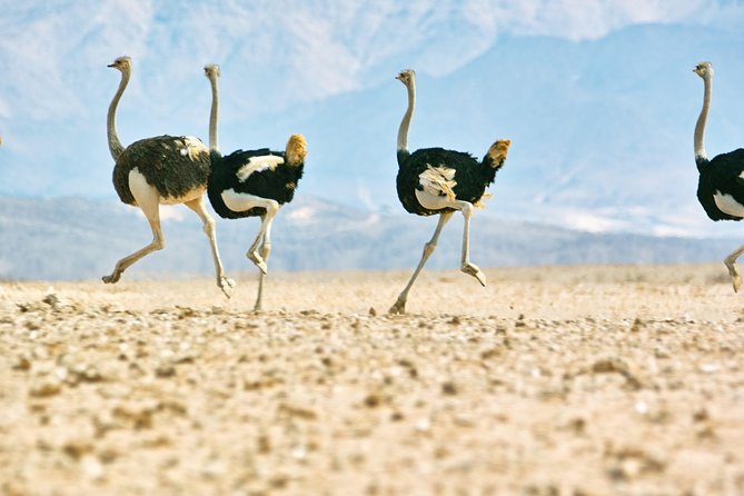 Wildlife and Landscape Tour- full-day (7hours) from Walvis Bay - Six hours searching Namib Naukluft National Park