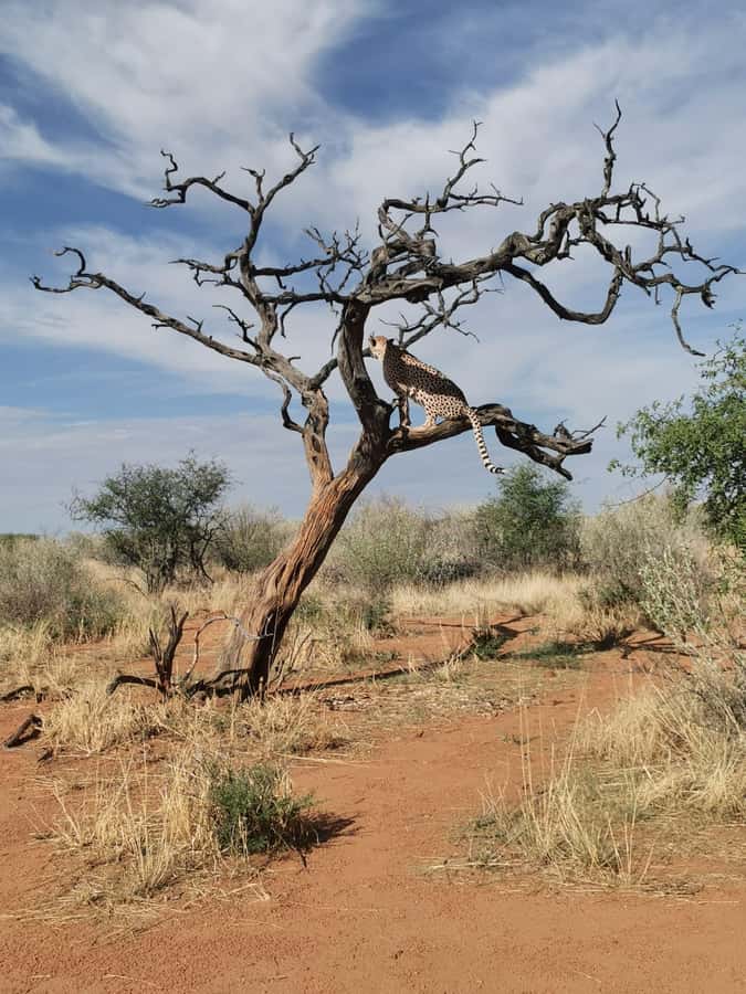 Windhoek : Cheetah walk Experience - Key points before you book