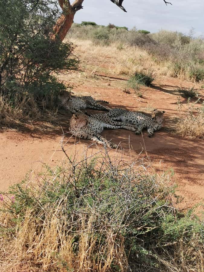 Windhoek : Cheetah walk Experience - Why this cheetah walk is different