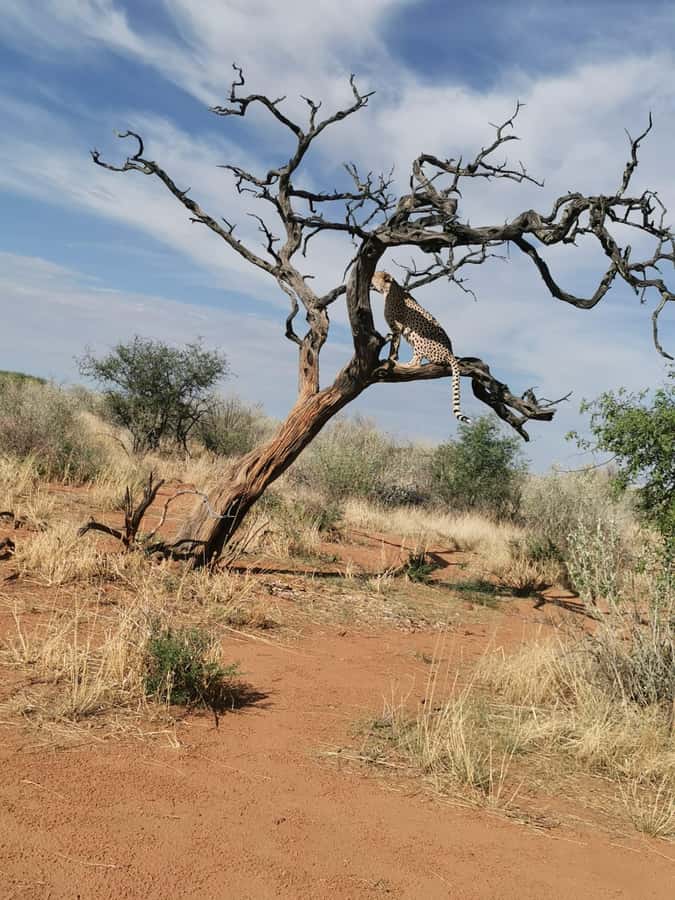 Windhoek : Cheetah walk Experience - Arriving in Khomas
