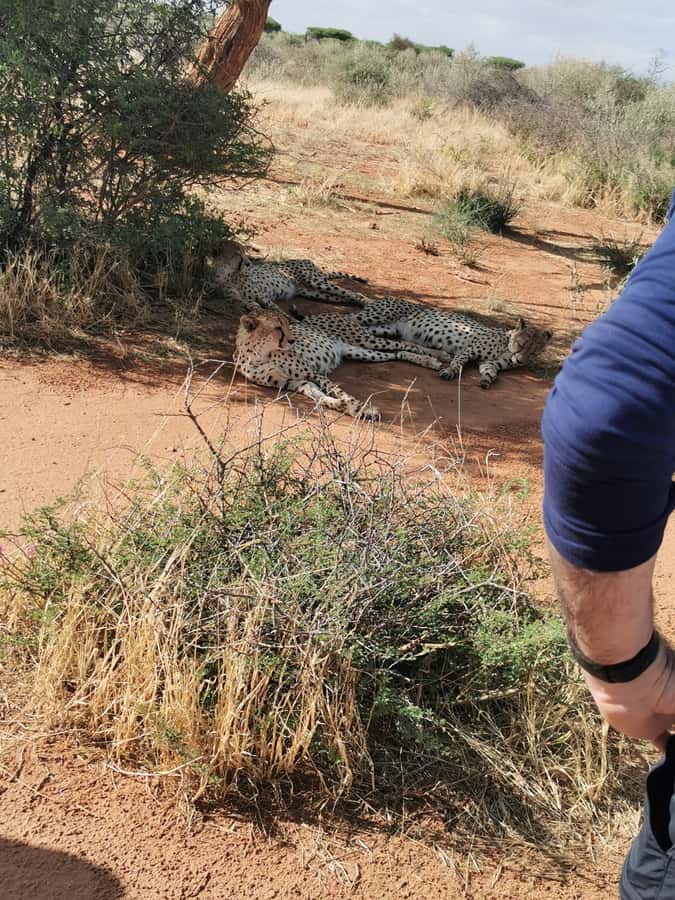 Windhoek : Cheetah walk Experience - What the guide adds
