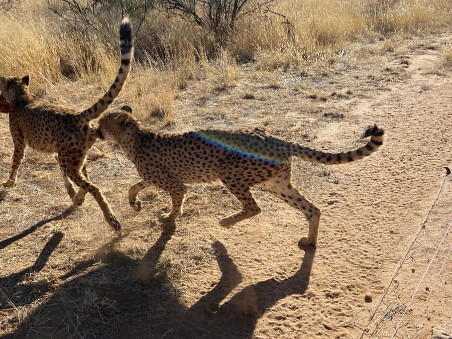 Windhoek : Cheetah walk Experience - The early pickup from Windhoek