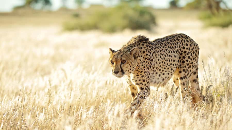 Zannier Game Drive with Hotel Pickup - Leaving Windhoek for N/a’an ku sê Wildlife Sanctuary